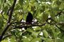 Amazonas06 - 038 * Yellow-rumped Cacique.